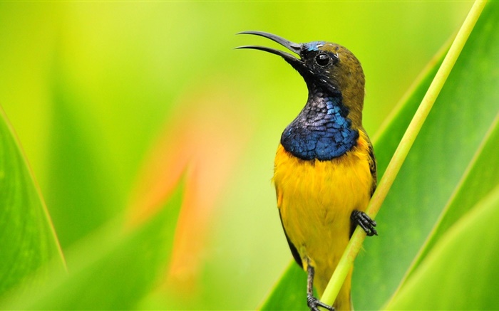 Pássaro close-up, azul penas amarelas, fundo verde Papéis de Parede, imagem