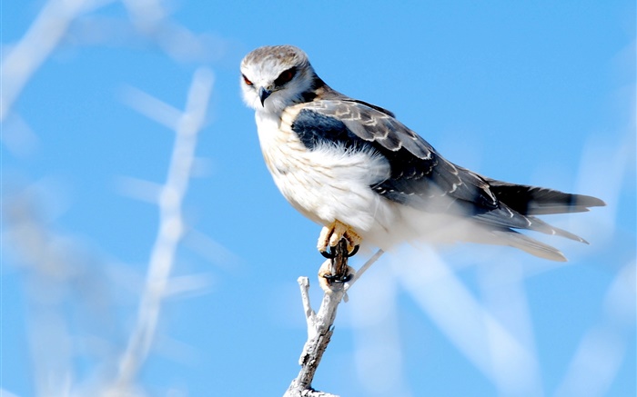 Pássaro close-up, falcon Papéis de Parede, imagem