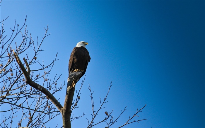 Pássaros, águia na árvore, céu azul Papéis de Parede, imagem