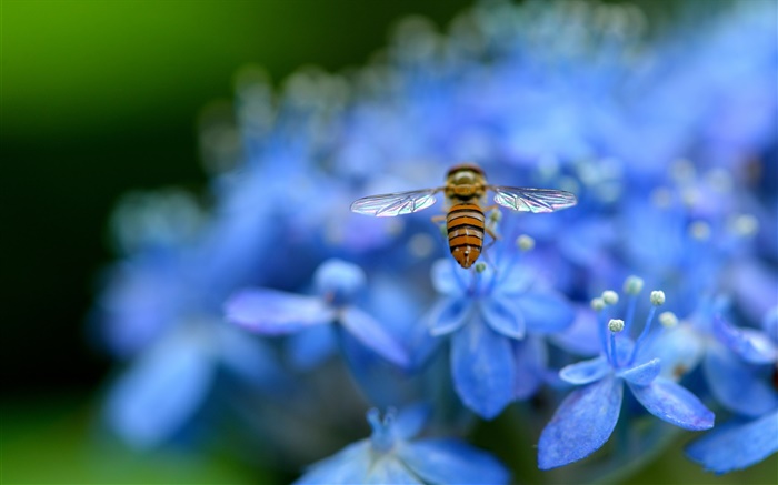 flores azuis do hydrangea, inseto, abelha Papéis de Parede, imagem