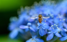 flores azuis do hydrangea, inseto, abelha HD Papéis de Parede