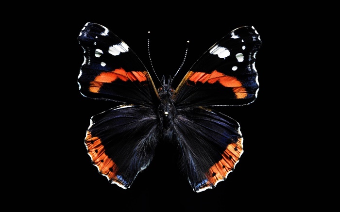 Borboleta bonita asas, fundo preto Papéis de Parede, imagem