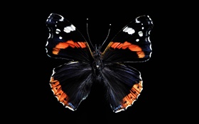 Borboleta bonita asas, fundo preto