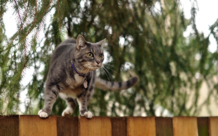 Gato que está em cima da cerca, bokeh Papéis de Parede, imagem