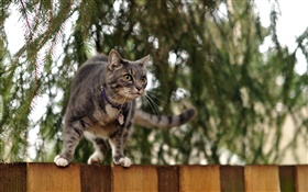 Gato que está em cima da cerca, bokeh HD Papéis de Parede