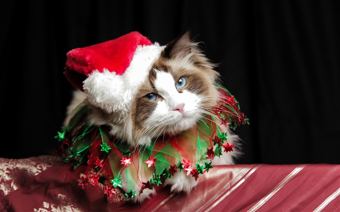 Gato do Natal, chapéu Papéis de Parede, imagem