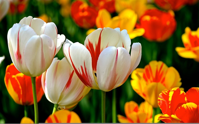 colorido das pétalas, laranja vermelho, tulipas, flores Papéis de Parede, imagem