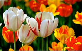 colorido das pétalas, laranja vermelho, tulipas, flores