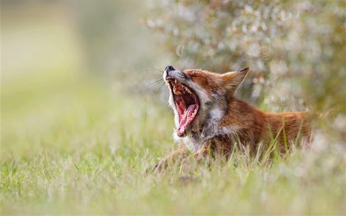 bocejo bonito da raposa, manhã, grama, bokeh Papéis de Parede, imagem