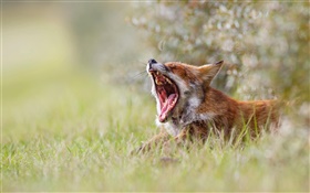 bocejo bonito da raposa, manhã, grama, bokeh HD Papéis de Parede