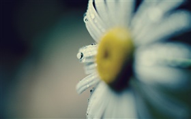 Daisy close-up, flor, pétalas, orvalho