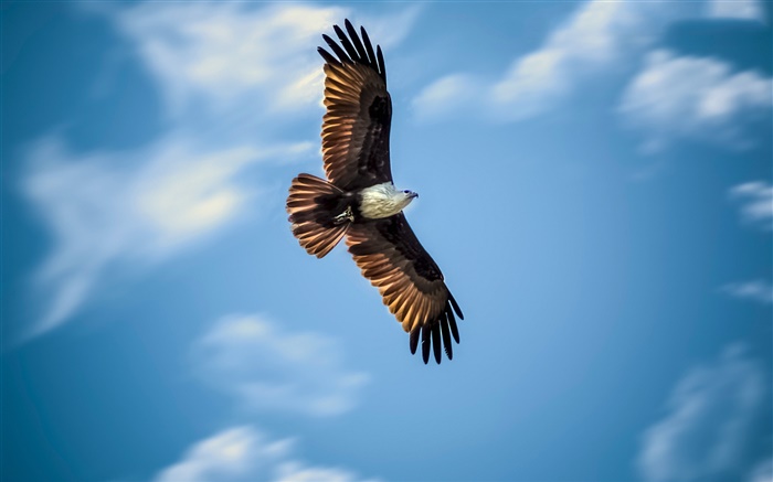 Vôo da águia, céu azul, asas Papéis de Parede, imagem