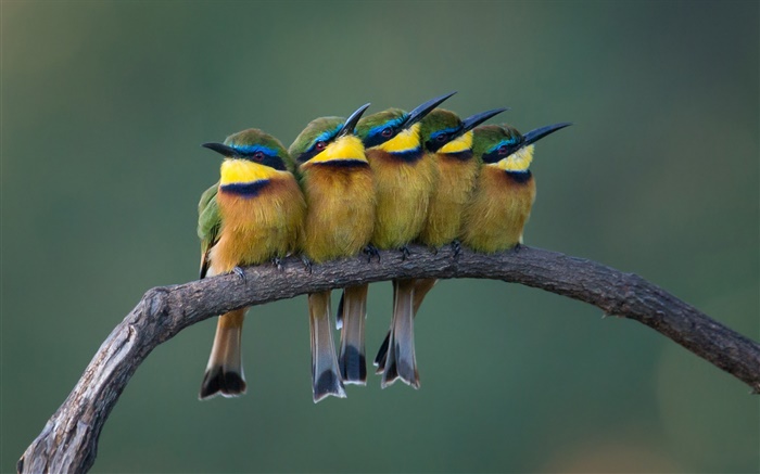 Cinco pássaros bonitos que estão na filial de árvore Papéis de Parede, imagem
