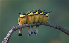 Cinco pássaros bonitos que estão na filial de árvore HD Papéis de Parede