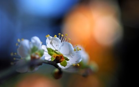 Flores no jardim, pétalas brancas, alargamento, primavera, bokeh