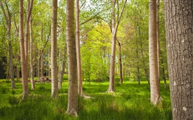 Floresta, árvores, grama, verão HD Papéis de Parede