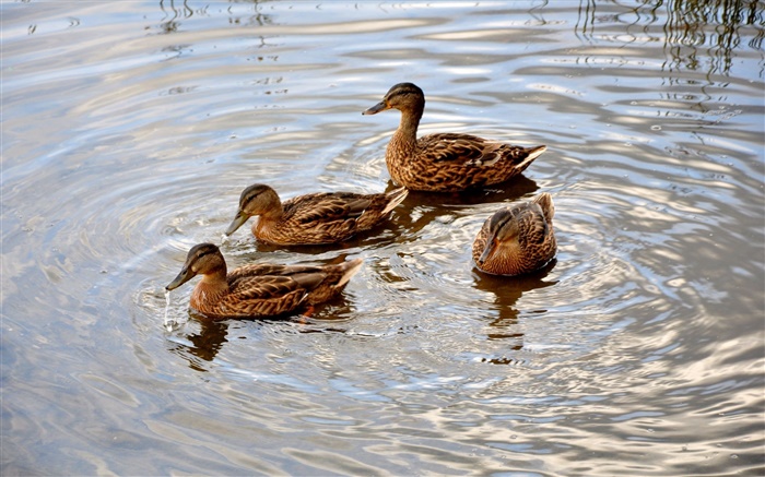 Quatro patos na lagoa, água, onda Papéis de Parede, imagem