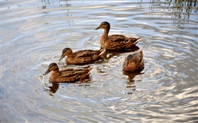 Quatro patos na lagoa, água, onda