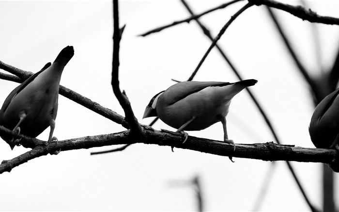 pássaros cinzentos, ramo de árvore Papéis de Parede, imagem