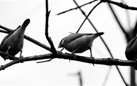 pássaros cinzentos, ramo de árvore