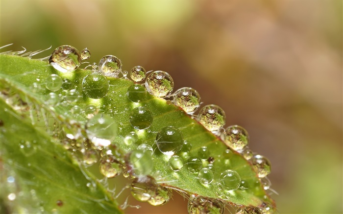 macro folha verde, gotas da água Papéis de Parede, imagem