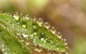 macro folha verde, gotas da água