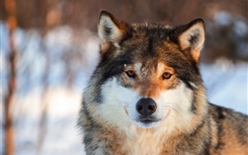 Lobo cinzento close-up, retrato, inverno