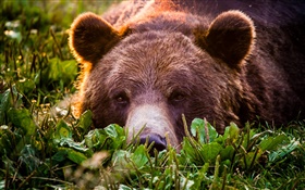 Grizzly close-up, urso, cara, descanso HD Papéis de Parede