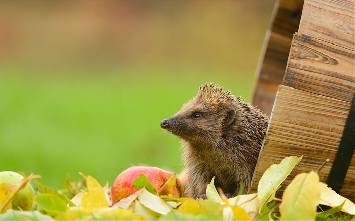 Hedgehog e maçã Papéis de Parede, imagem