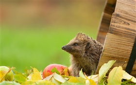 Hedgehog e maçã