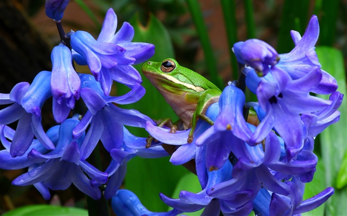 Hyacinthus, flores azuis, rã de árvore Papéis de Parede, imagem