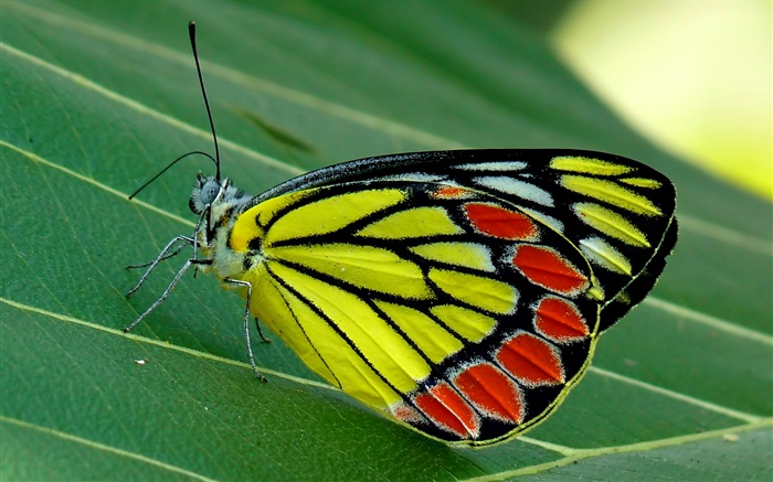 Inseto borboleta macro, traça, folha verde Papéis de Parede, imagem