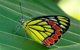 Inseto borboleta macro, traça, folha verde HD Papéis de Parede
