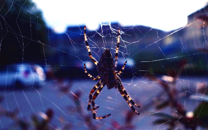 Inseto close-up, aranha, web Papéis de Parede, imagem