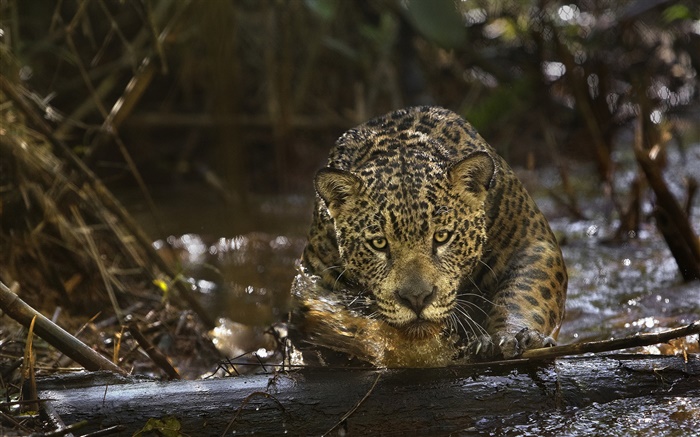 Jaguar close-up, predador, Amazônia Papéis de Parede, imagem
