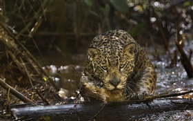 Jaguar close-up, predador, Amazônia HD Papéis de Parede