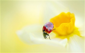 Joaninha, insetos, flor amarela, pétalas HD Papéis de Parede