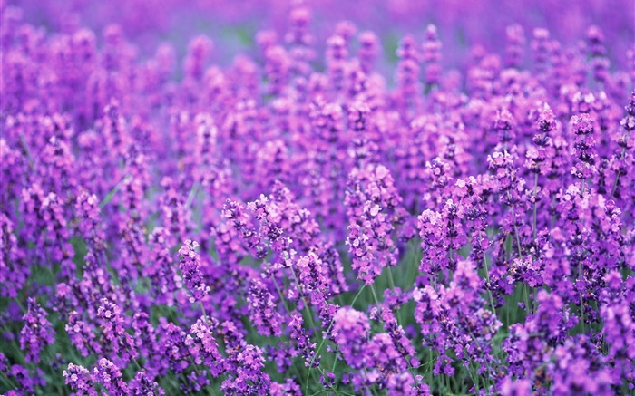 Lavender campo de flores, mundo roxo, verão Papéis de Parede, imagem