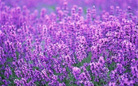 Lavender campo de flores, mundo roxo, verão HD Papéis de Parede