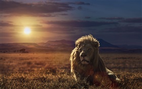 Lion ao pôr do sol, grama HD Papéis de Parede