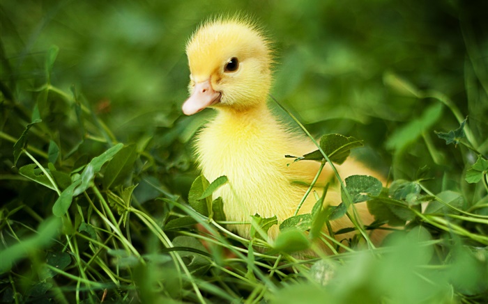 Pato pequeno na grama Papéis de Parede, imagem