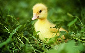 Pato pequeno na grama