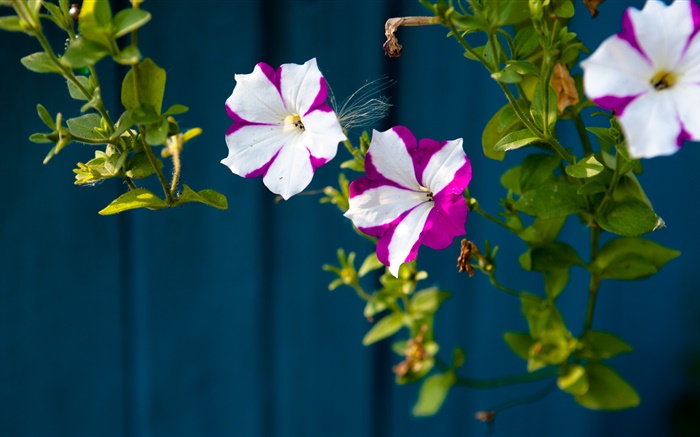 pequenas flores, pétalas roxas brancas Papéis de Parede, imagem