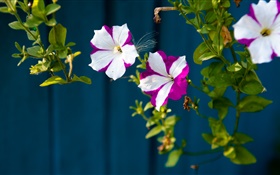 pequenas flores, pétalas roxas brancas