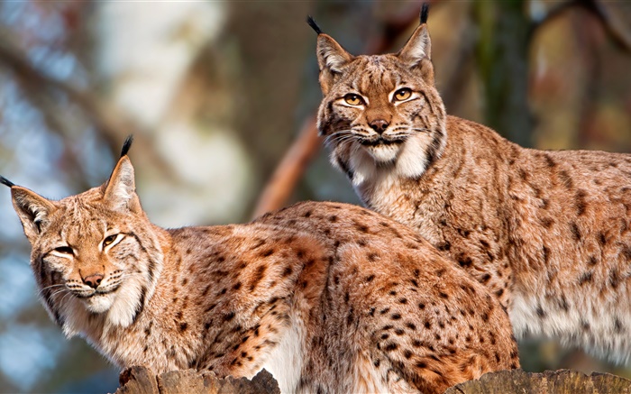 Lynx, casal, gato selvagem Papéis de Parede, imagem