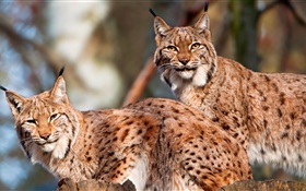 Lynx, casal, gato selvagem HD Papéis de Parede