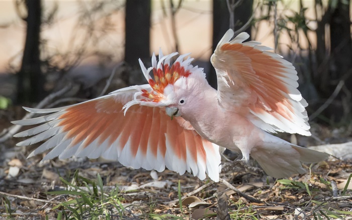 Cockatoo principal de Mitchell, papagaio, asas Papéis de Parede, imagem