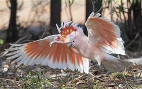 Cockatoo principal de Mitchell, papagaio, asas