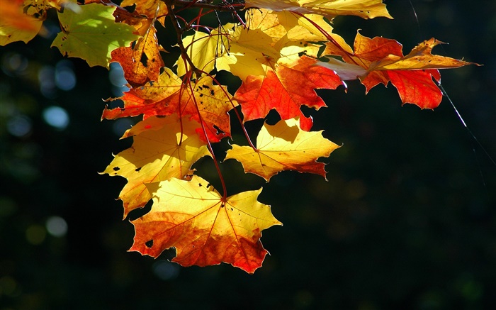 Folhas de bordo close-up, outono, fundo preto Papéis de Parede, imagem