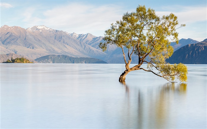 Nova Zelândia, lago Wanaka, montanhas, árvore só Papéis de Parede, imagem